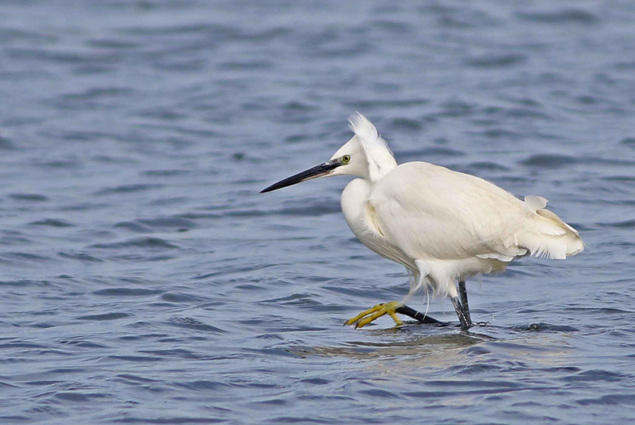 Little Egret